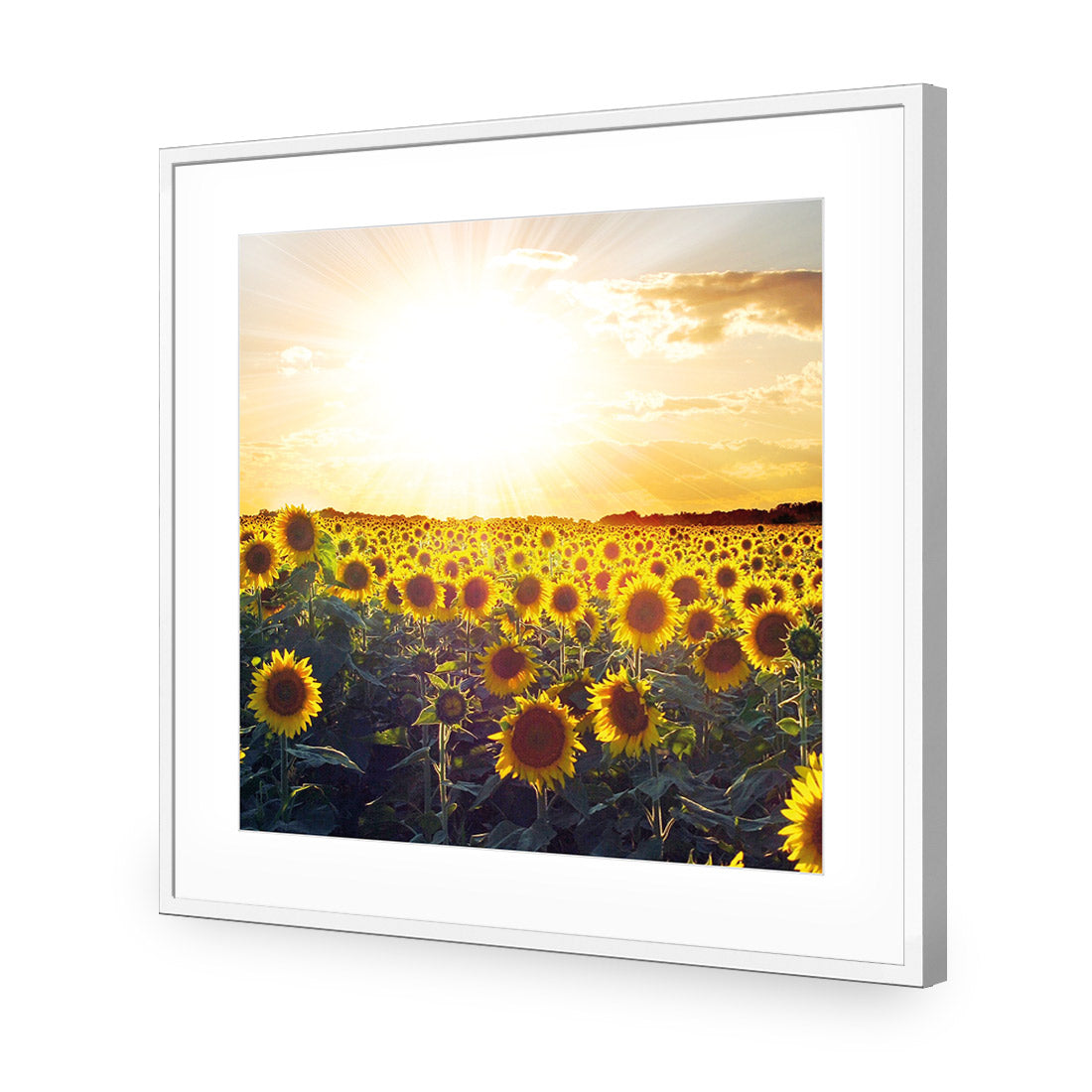 Sunflowers at Sunset (square)