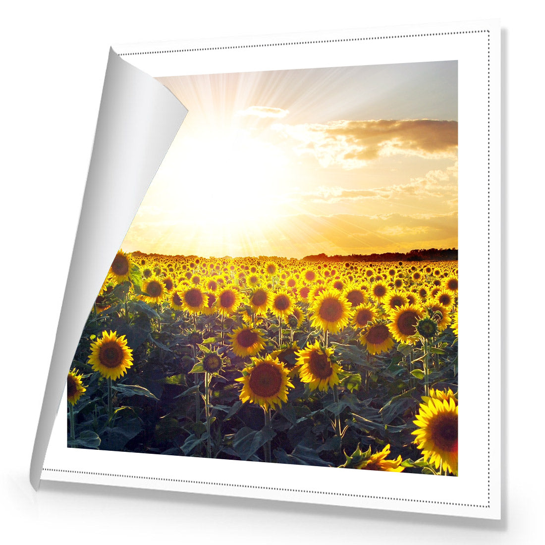 Sunflowers at Sunset (square)