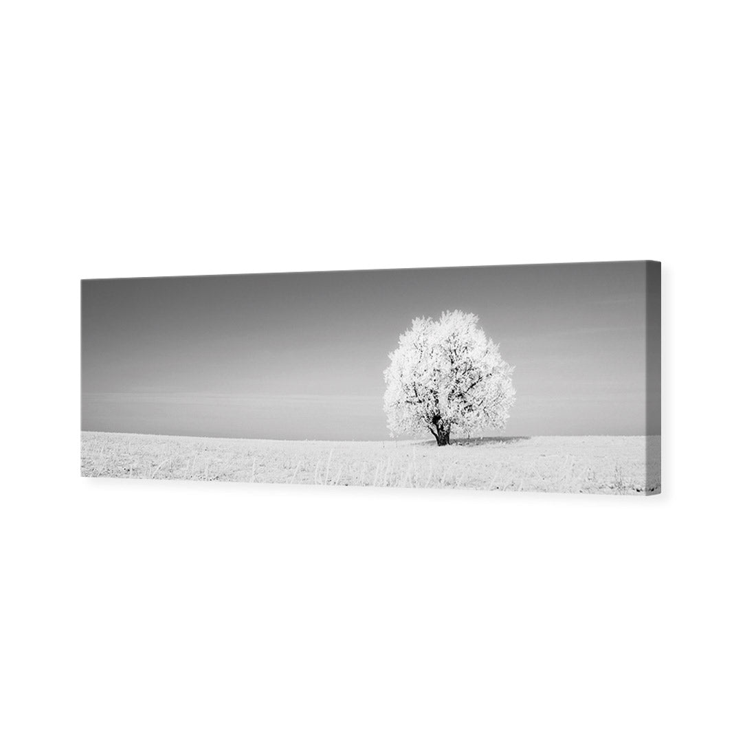 Lonely Snow Tree, Black and White (Long)