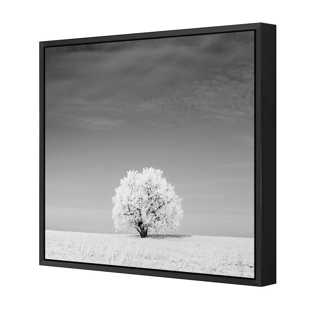 Lonely Snow Tree, Black and White (Square)