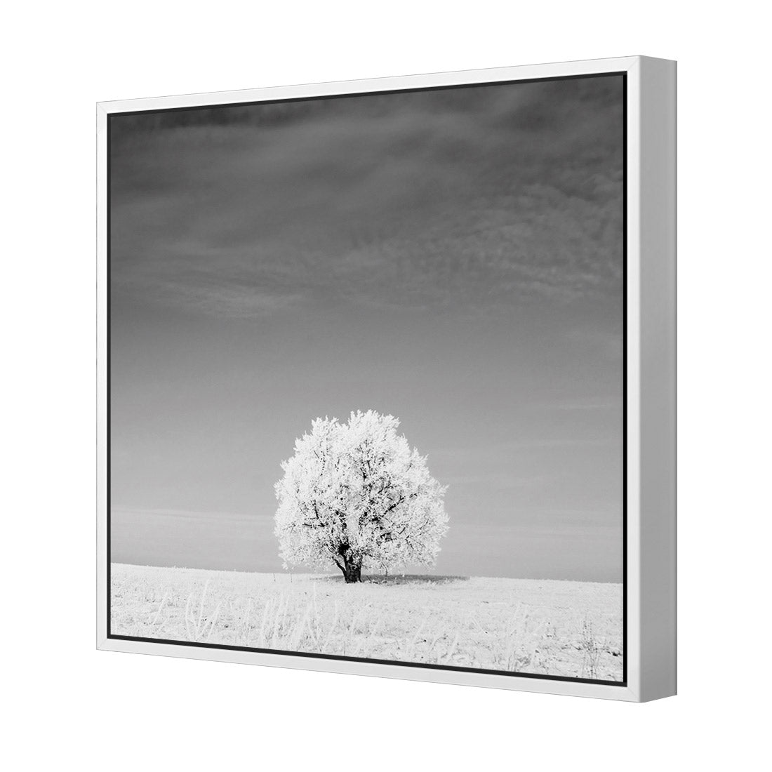 Lonely Snow Tree, Black and White (Square)