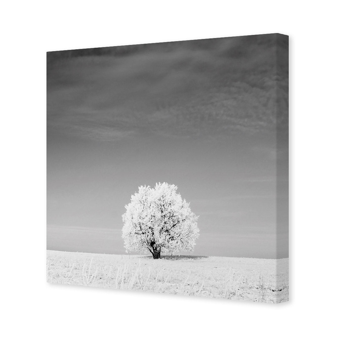 Lonely Snow Tree, Black and White (Square)