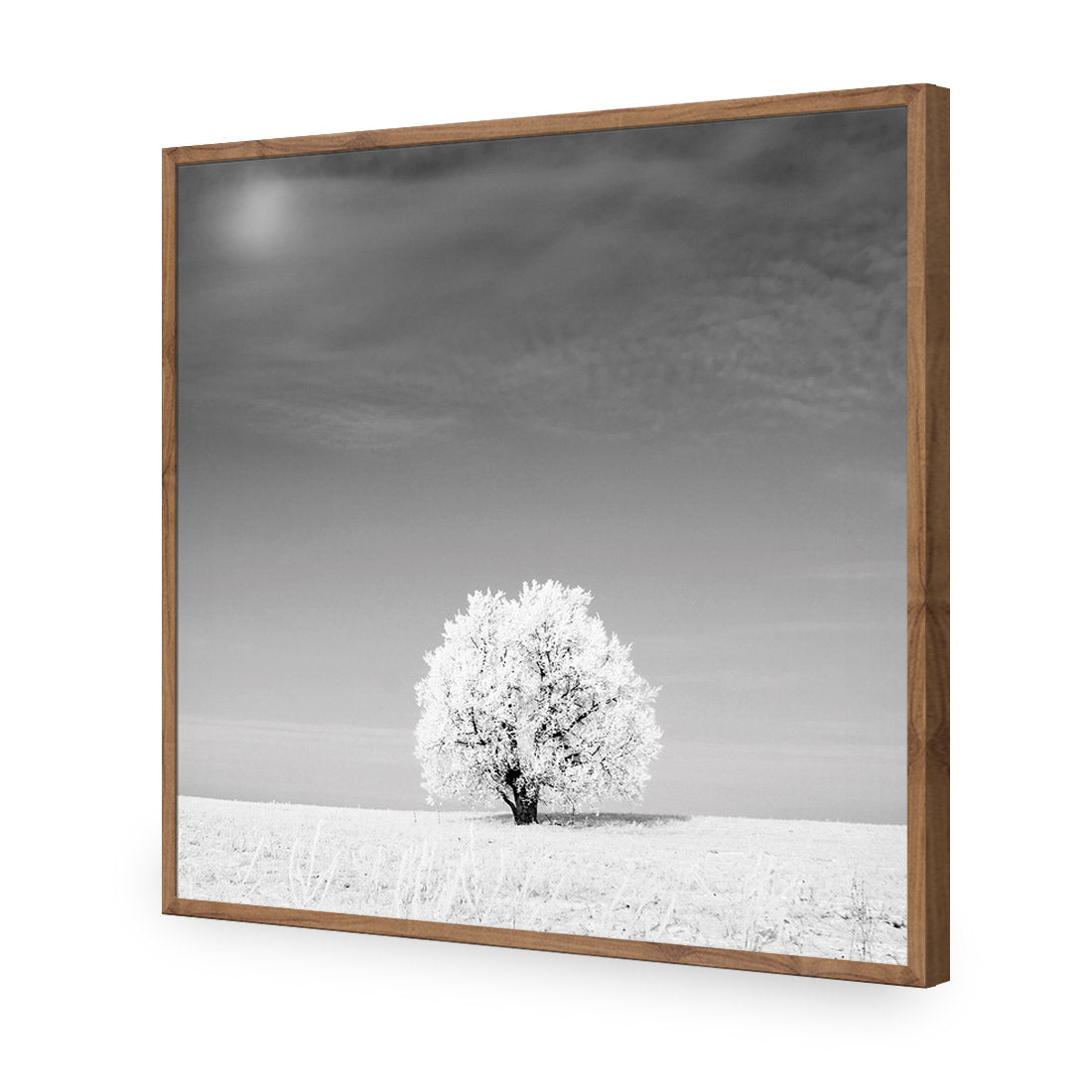 Lonely Snow Tree, Black and White (Square)