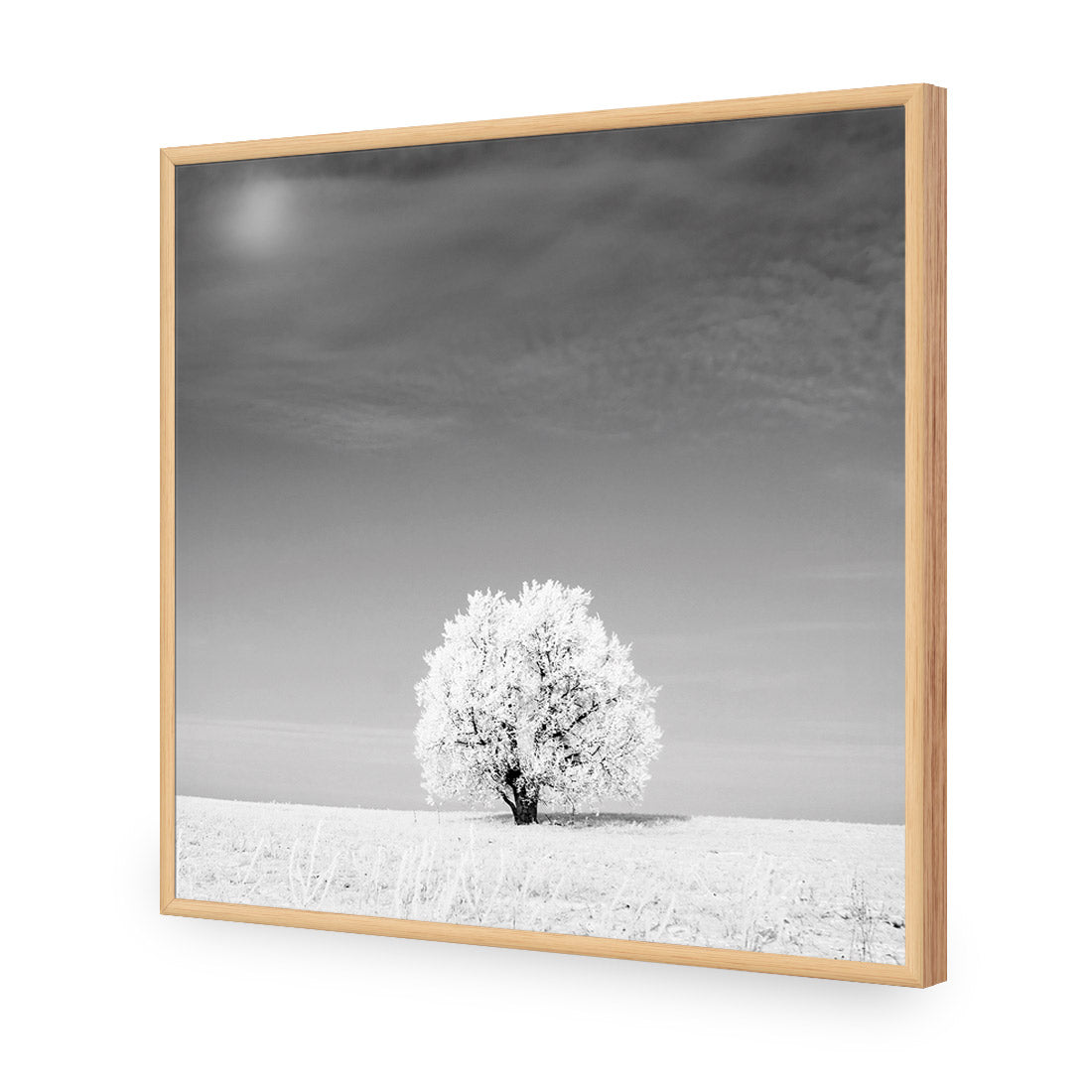 Lonely Snow Tree, Black and White (Square)