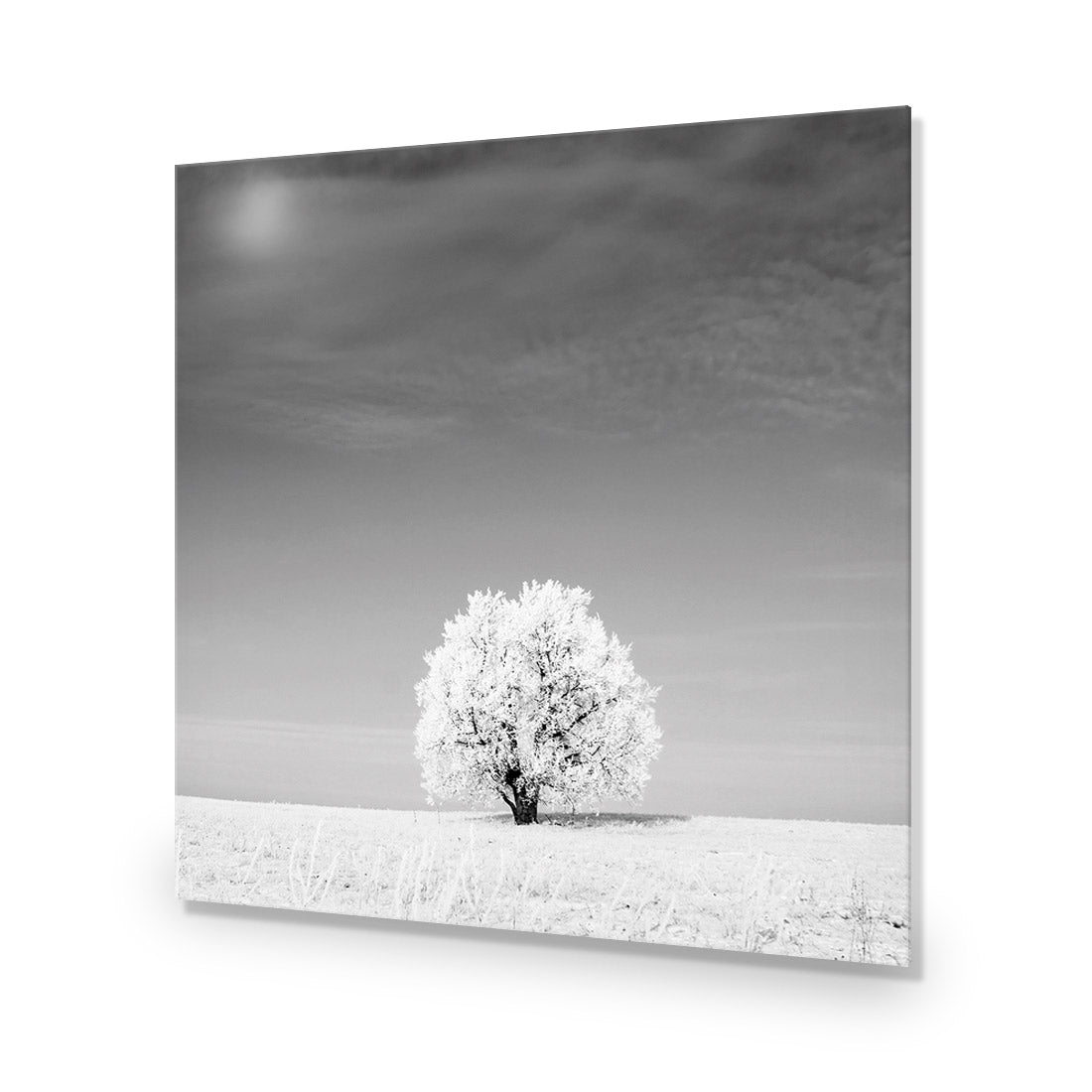 Lonely Snow Tree, Black and White (Square)