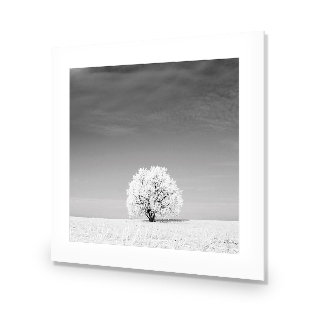 Lonely Snow Tree, Black and White (Square)