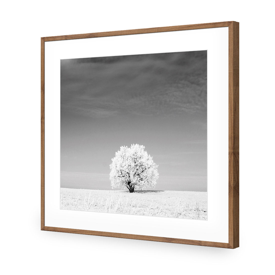 Lonely Snow Tree, Black and White (Square)