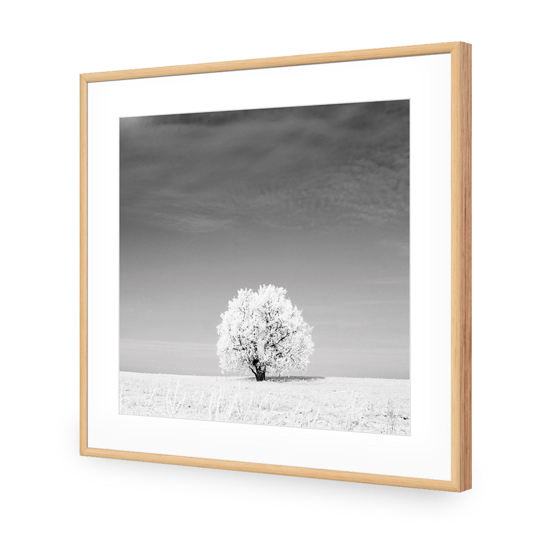 Lonely Snow Tree, Black and White (Square)