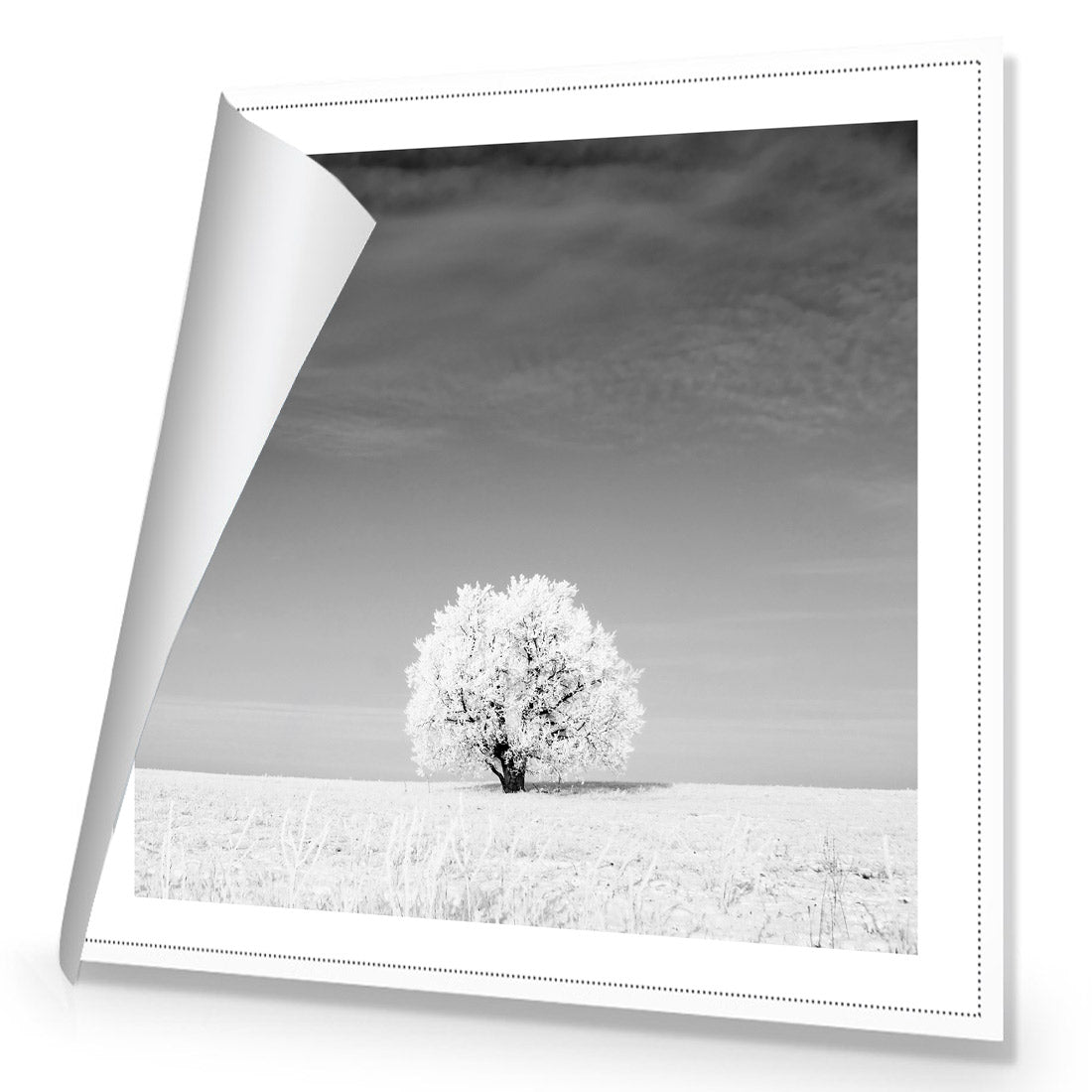 Lonely Snow Tree, Black and White (Square)