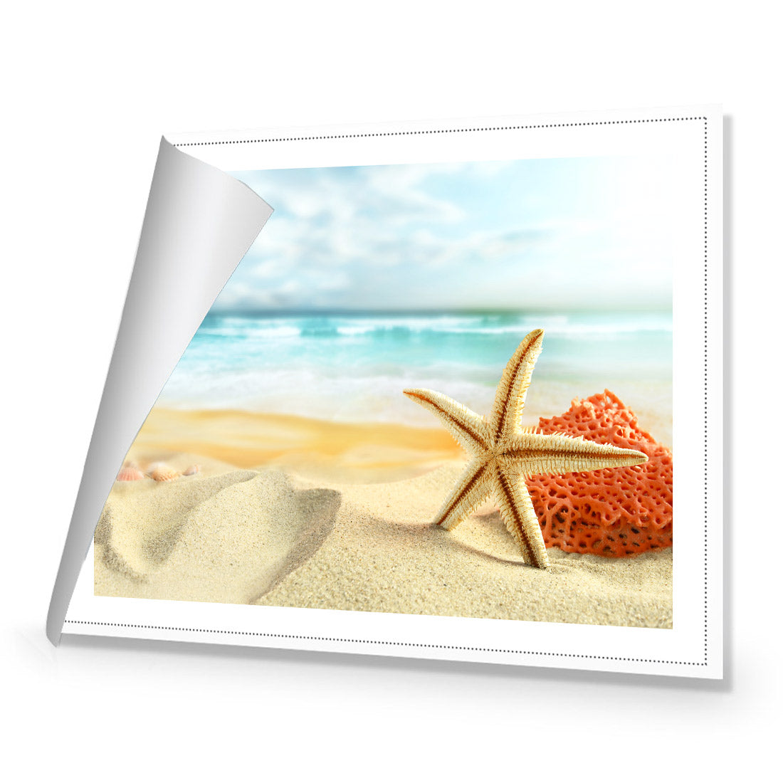 Starfish and Coral on Beach