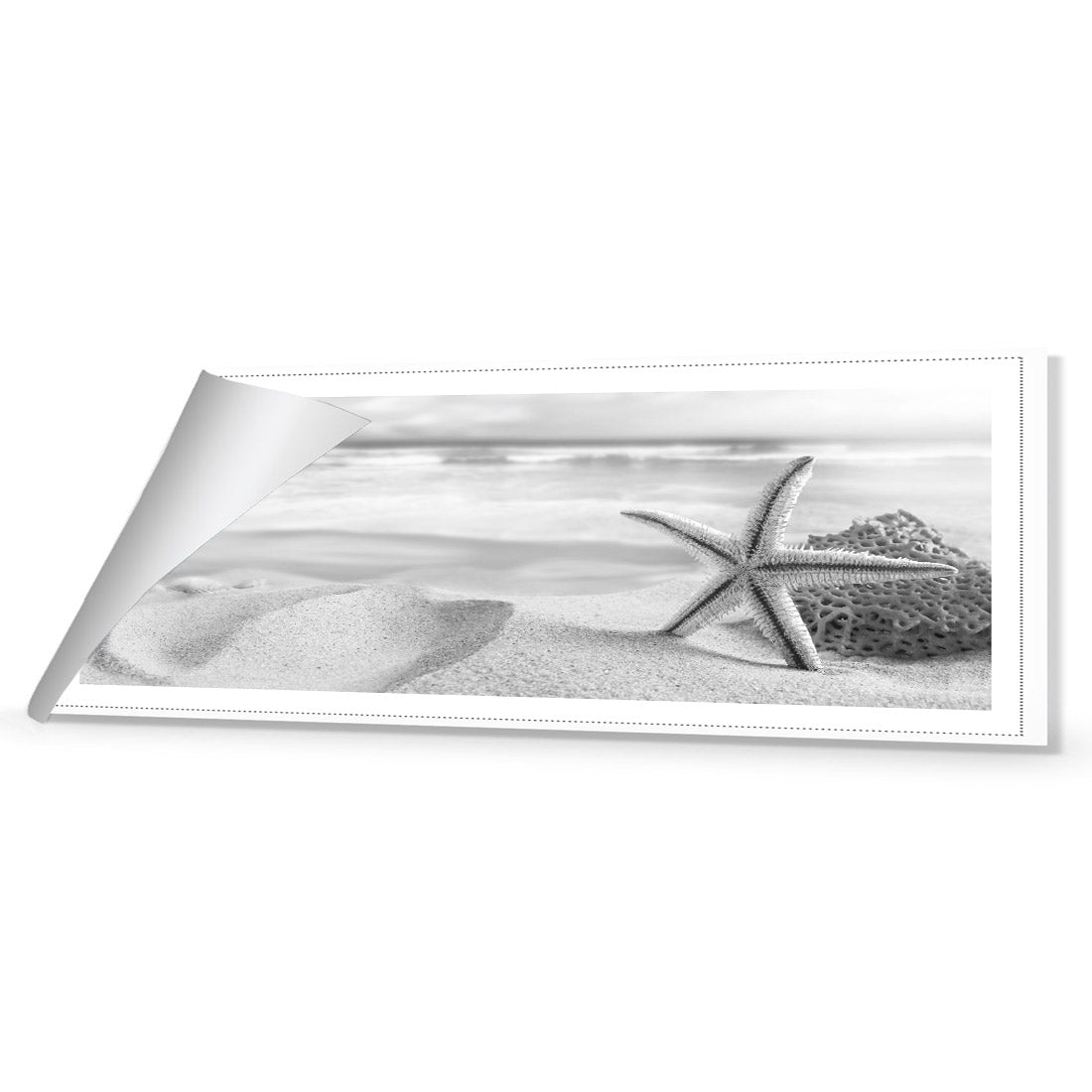 Starfish and Coral on Beach, Black and White (Long)