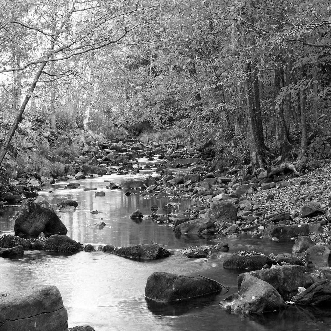 Forest Stream, Black and White (Square)