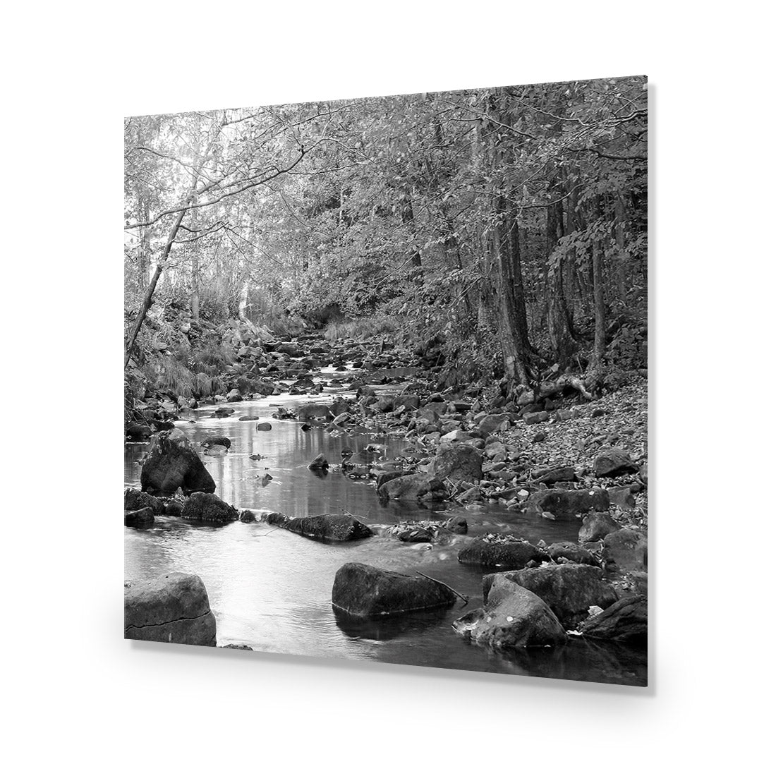 Forest Stream, Black and White (Square)