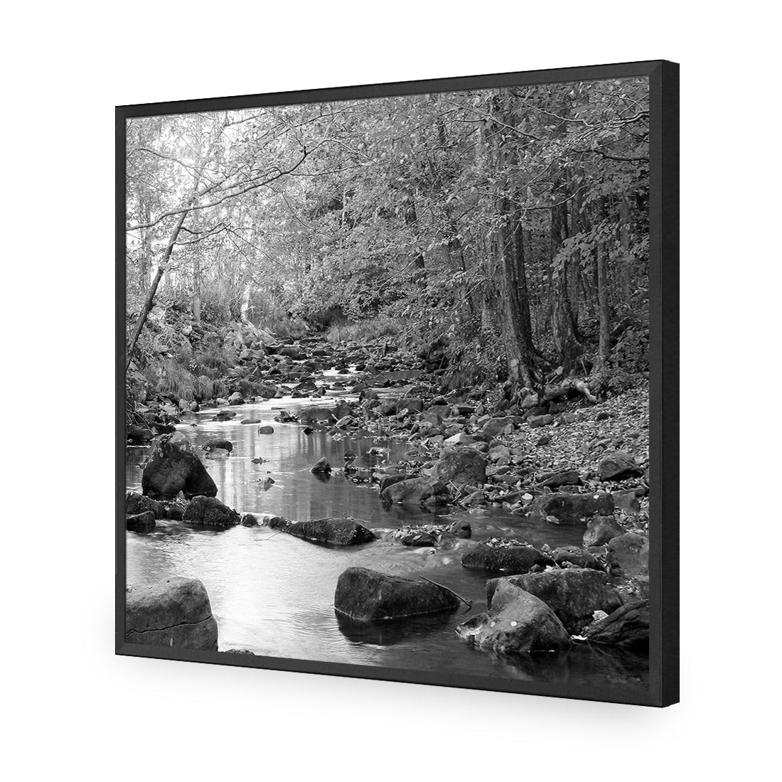 Forest Stream, Black and White (Square)