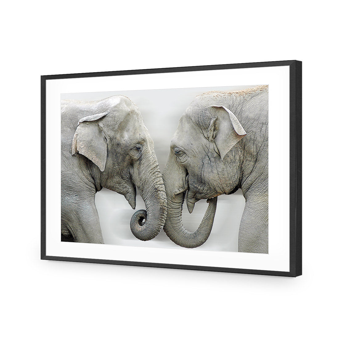 Elephants Kissing