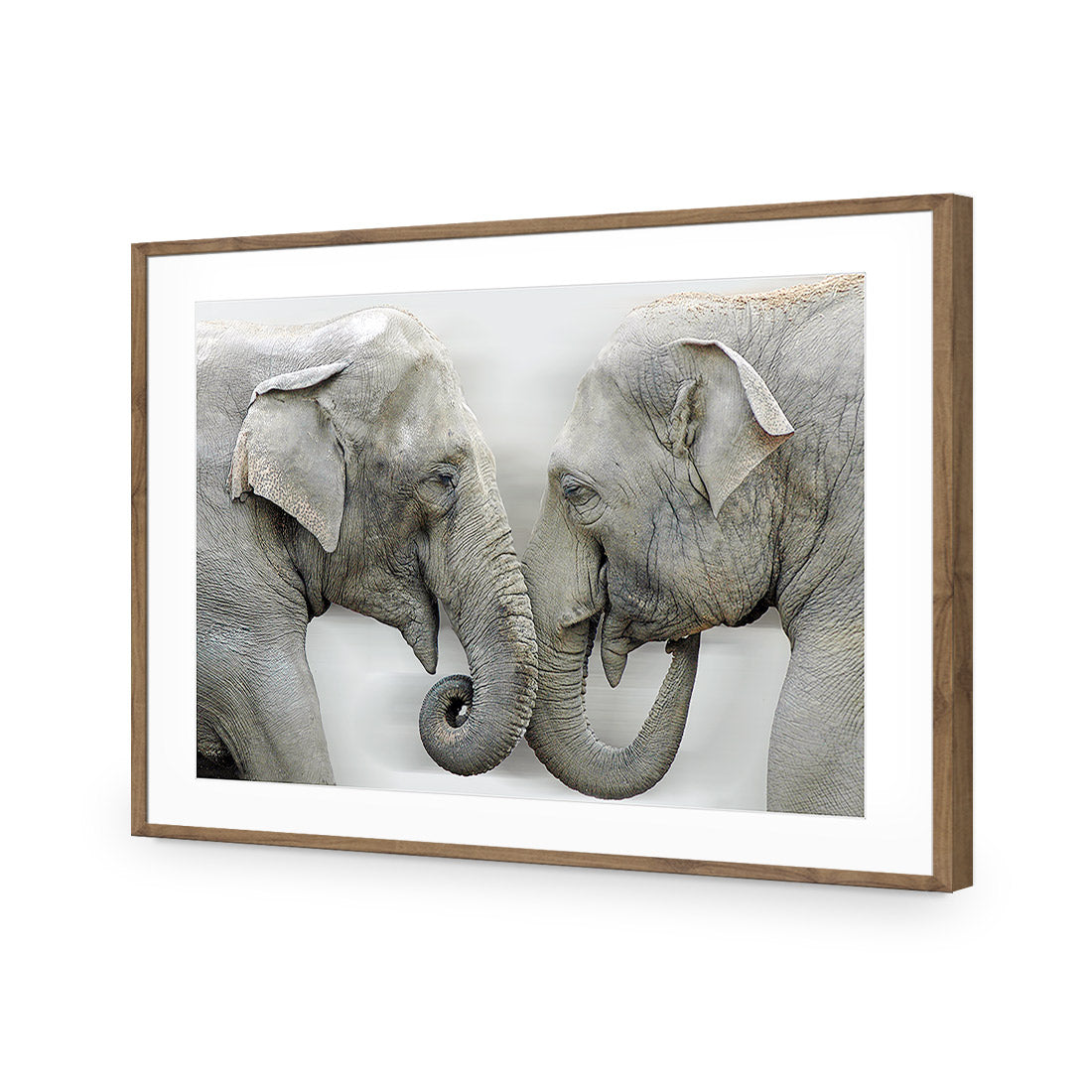 Elephants Kissing