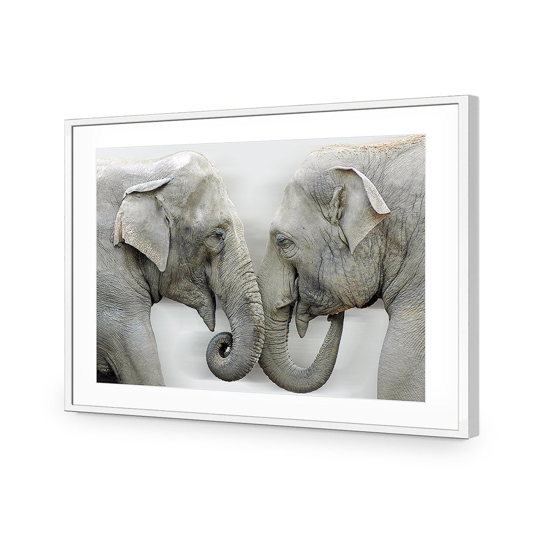 Elephants Kissing