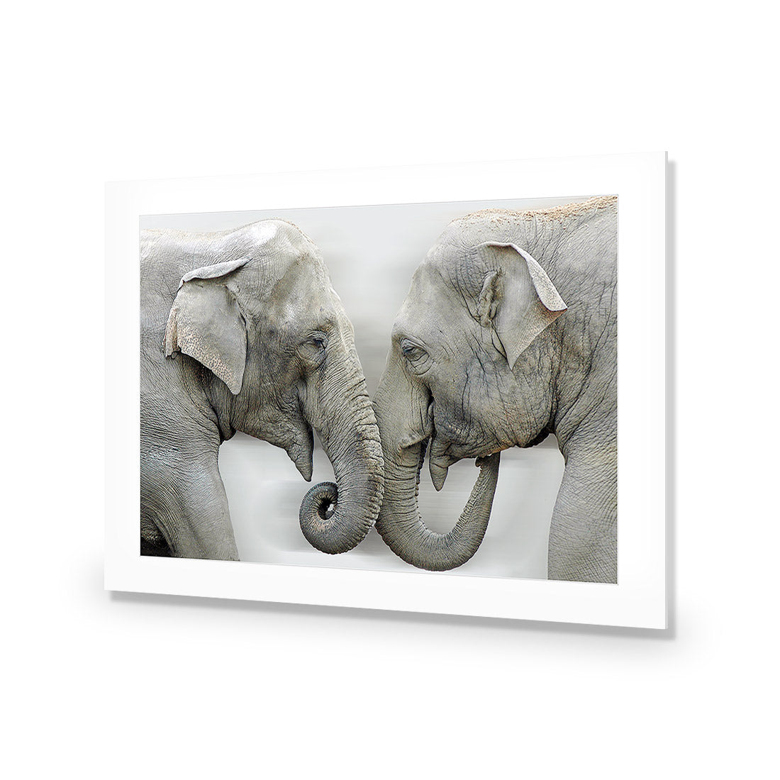 Elephants Kissing