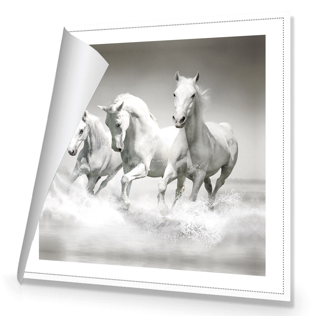 White Horse Beauty, Black and White (square)