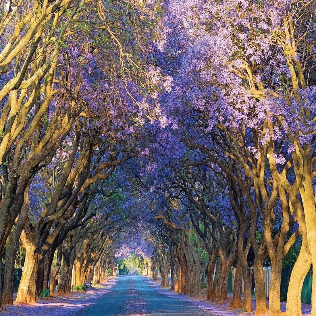 Jacaranda Alley (square)