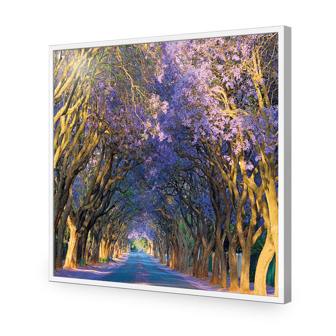 Jacaranda Alley (square)