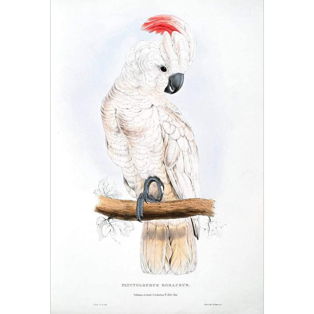 Salmon-Crested Cockatoo By Edward Lear