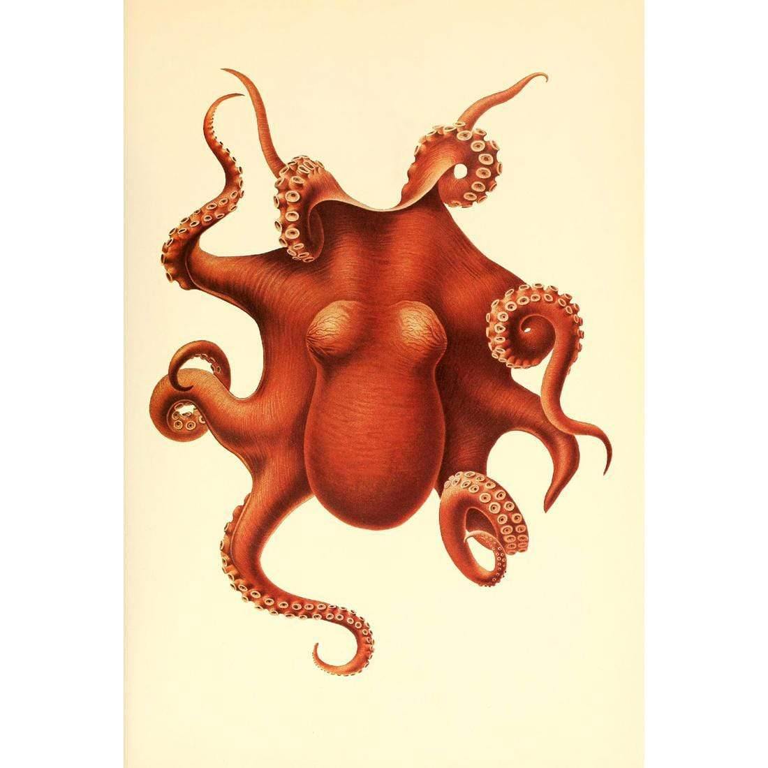 Vintage Octopus