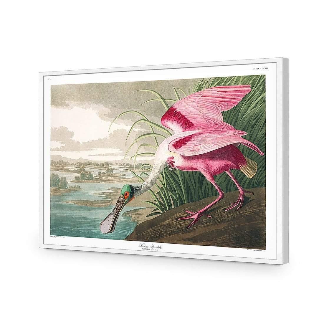 Roseate Spoonbill, John James Audubon