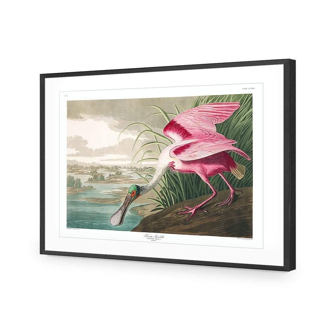 Roseate Spoonbill, John James Audubon