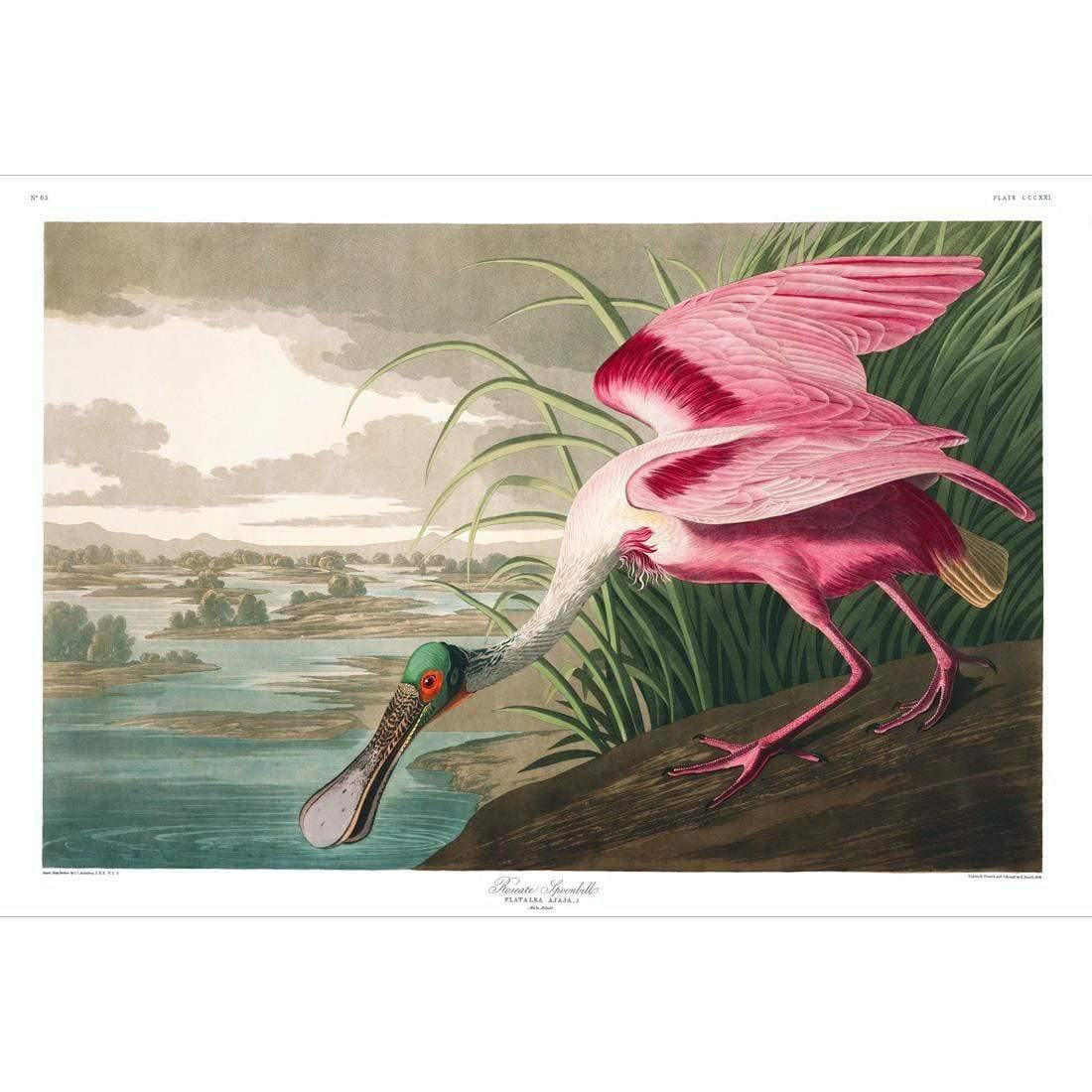 Roseate Spoonbill, John James Audubon