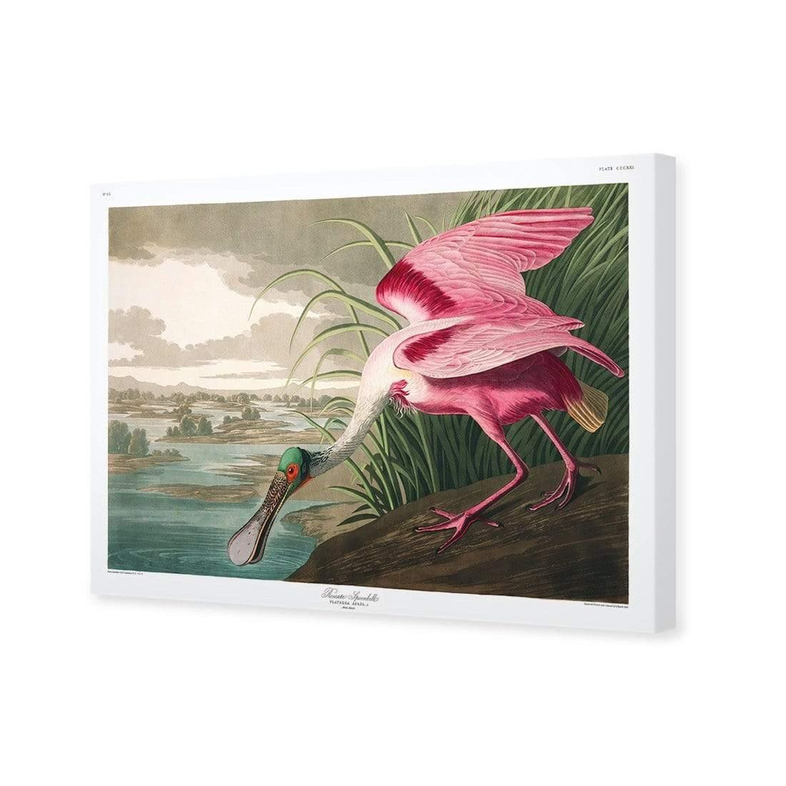 Roseate Spoonbill, John James Audubon