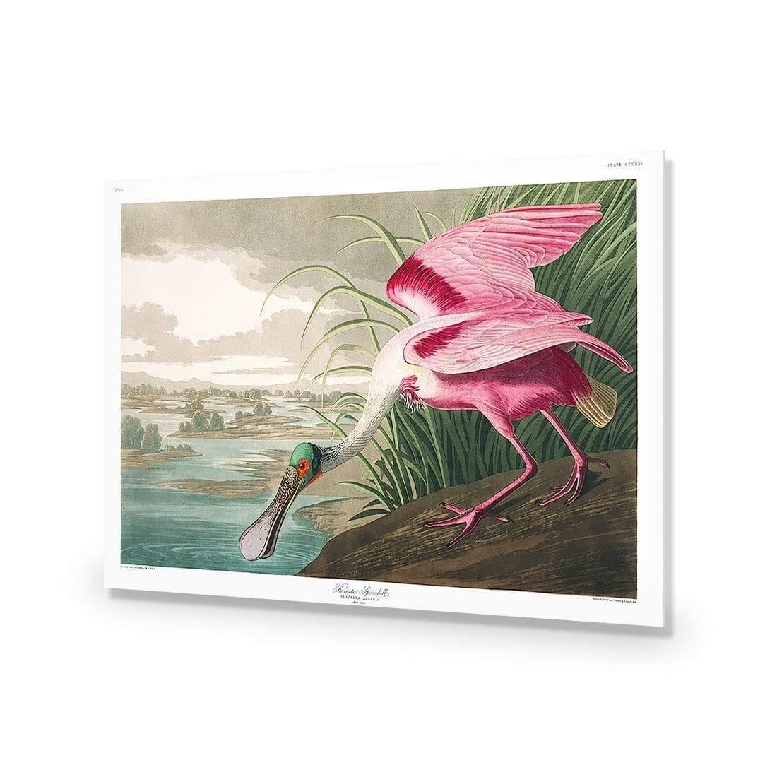 Roseate Spoonbill, John James Audubon