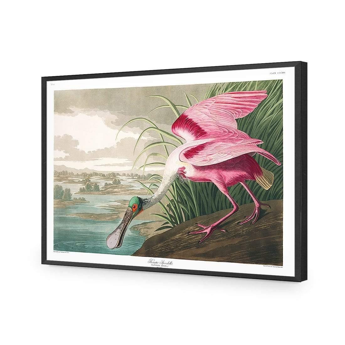 Roseate Spoonbill, John James Audubon