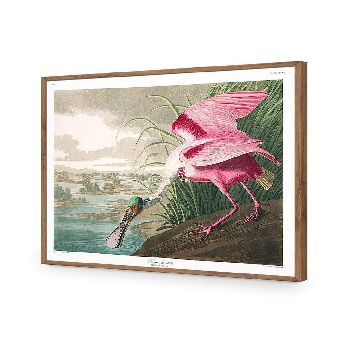 Roseate Spoonbill, John James Audubon