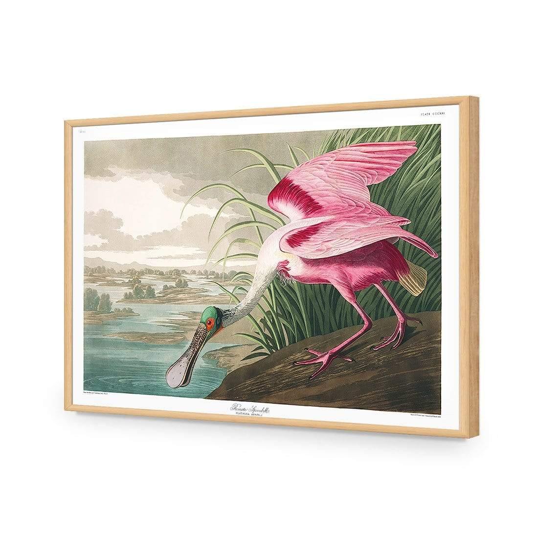 Roseate Spoonbill, John James Audubon