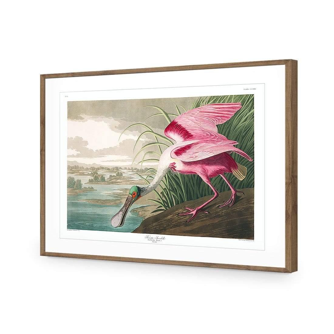 Roseate Spoonbill, John James Audubon