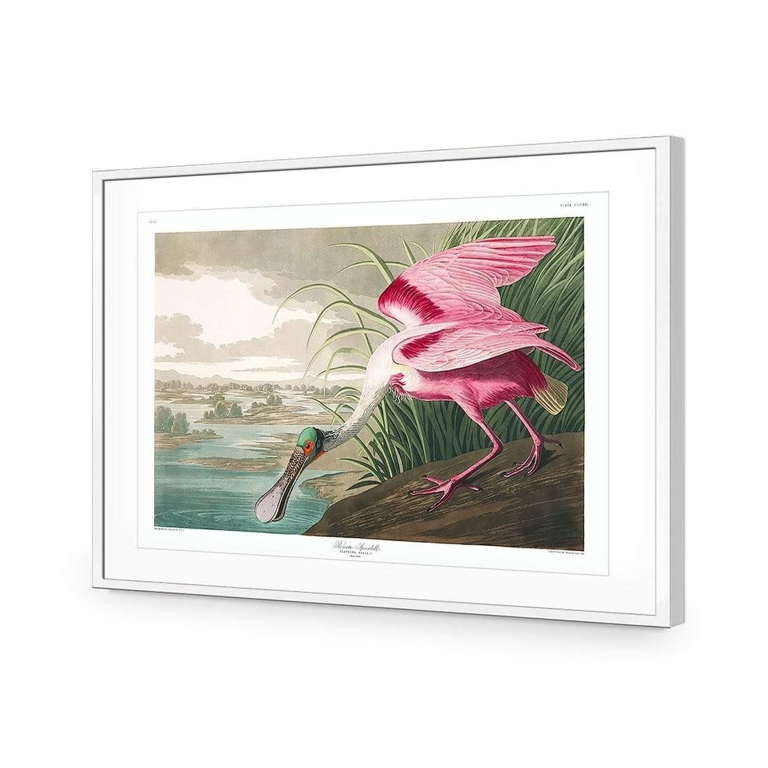 Roseate Spoonbill, John James Audubon