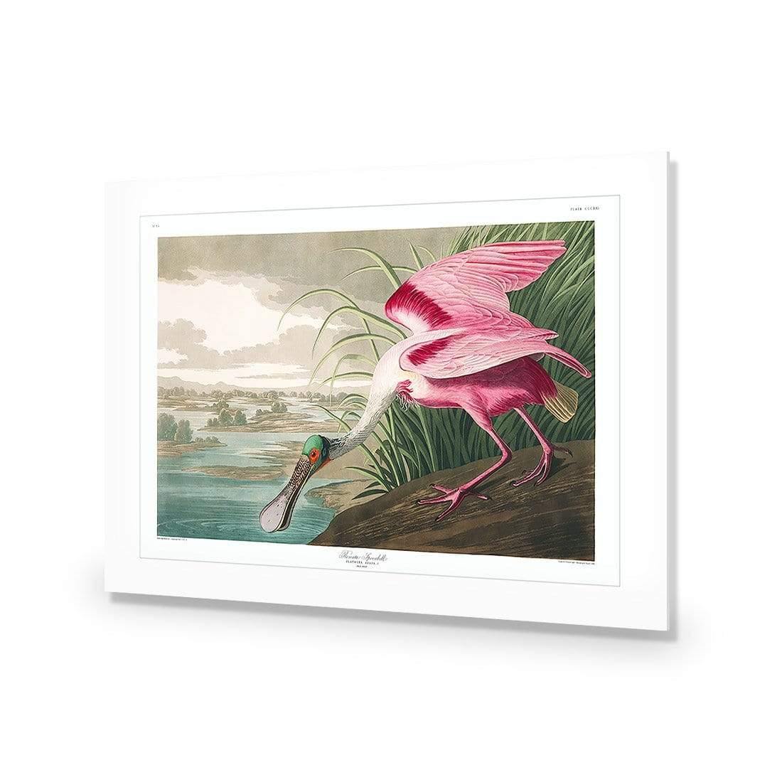 Roseate Spoonbill, John James Audubon