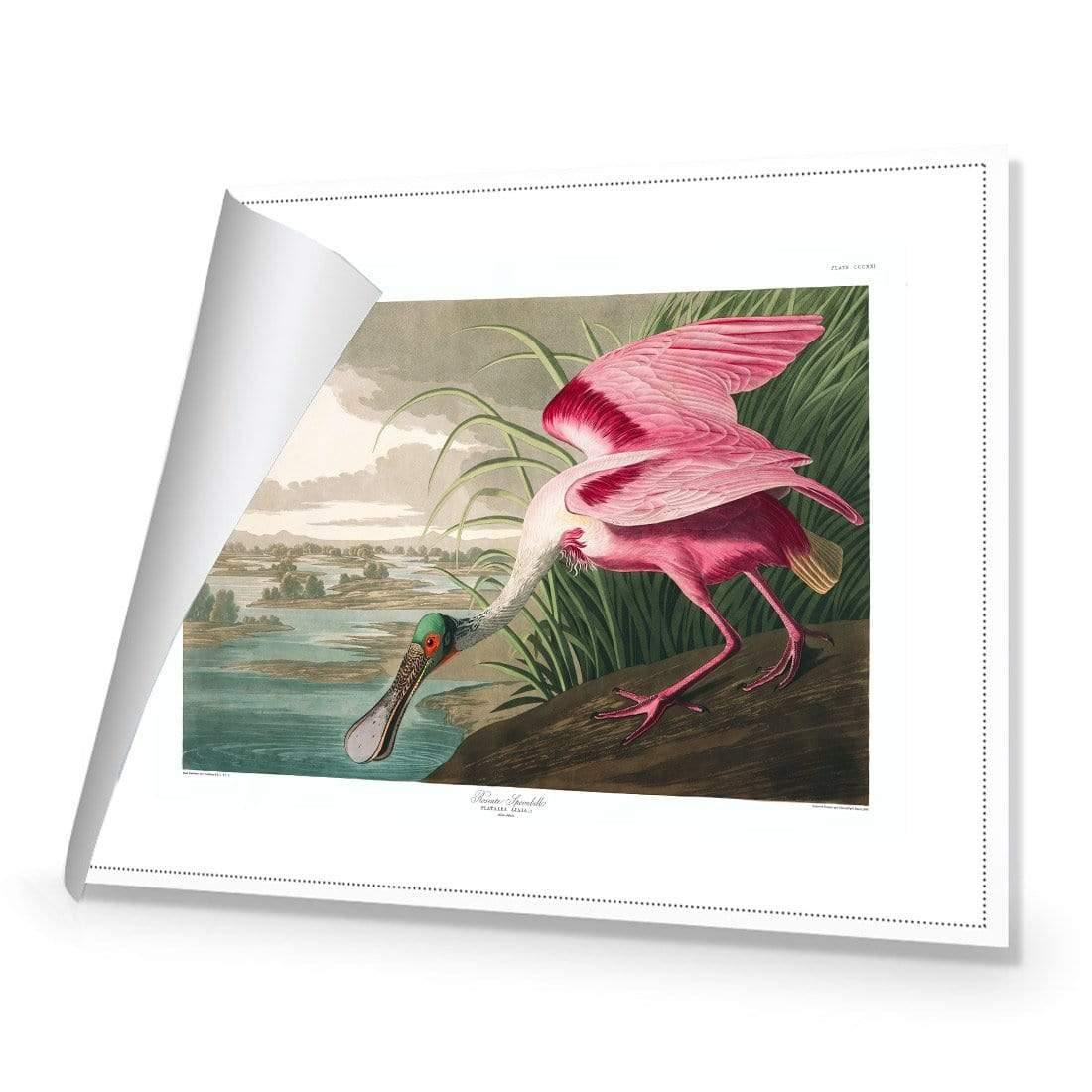 Roseate Spoonbill, John James Audubon