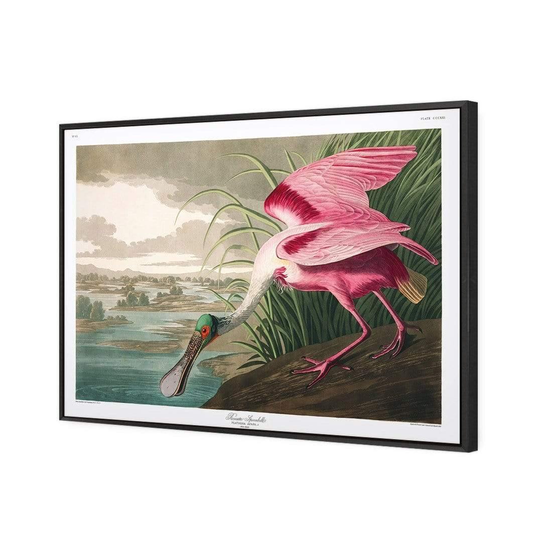 Roseate Spoonbill, John James Audubon