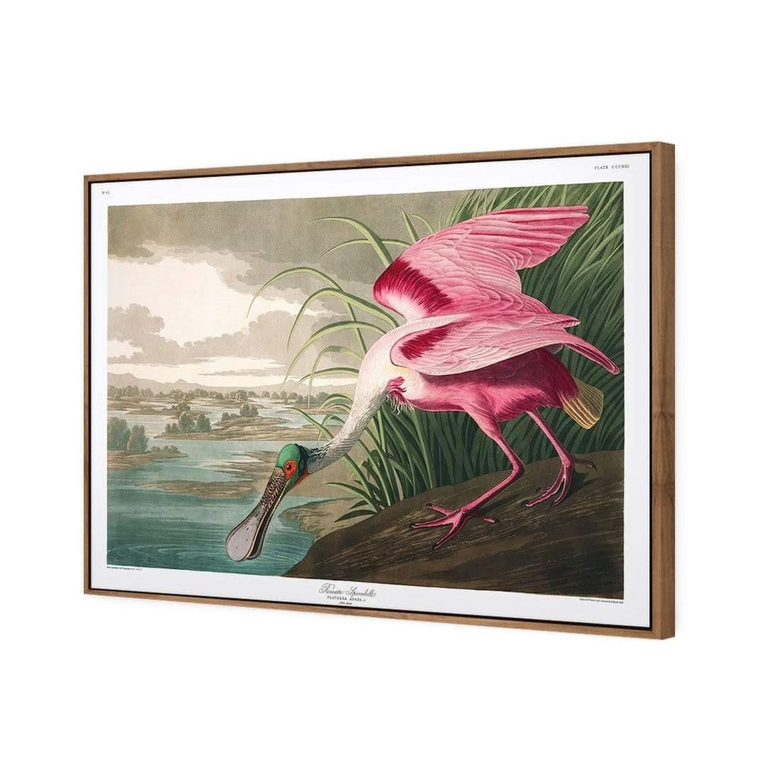 Roseate Spoonbill, John James Audubon