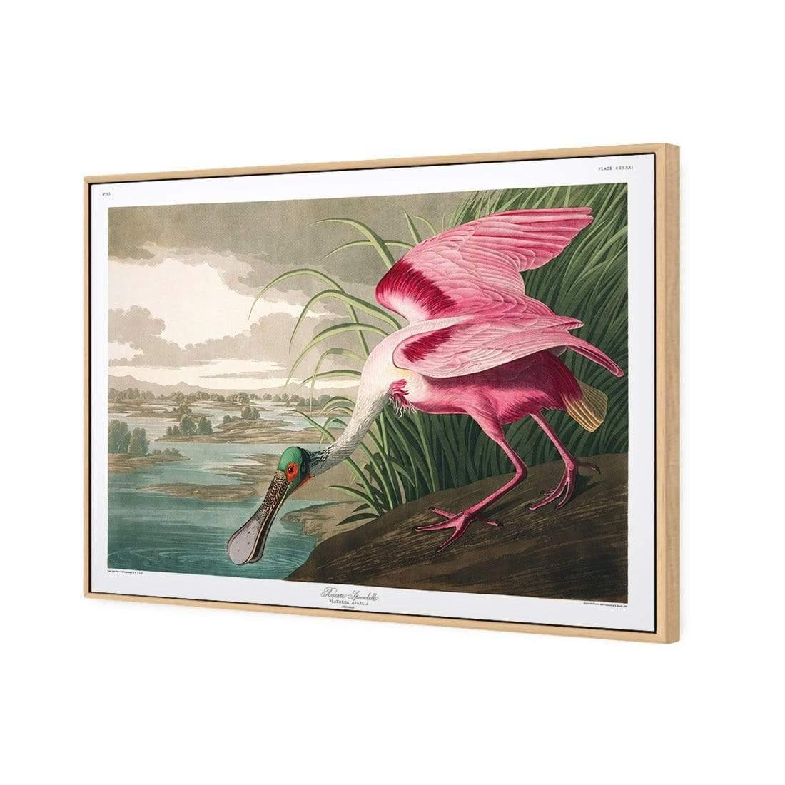 Roseate Spoonbill, John James Audubon