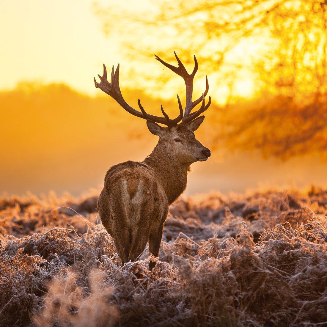 Sunset Deer Returns (square)