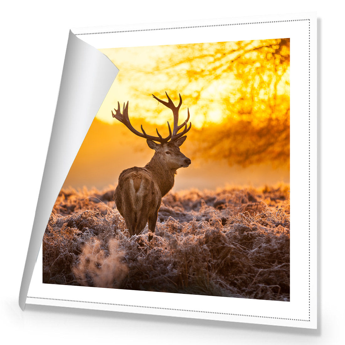 Sunset Deer Returns (square)