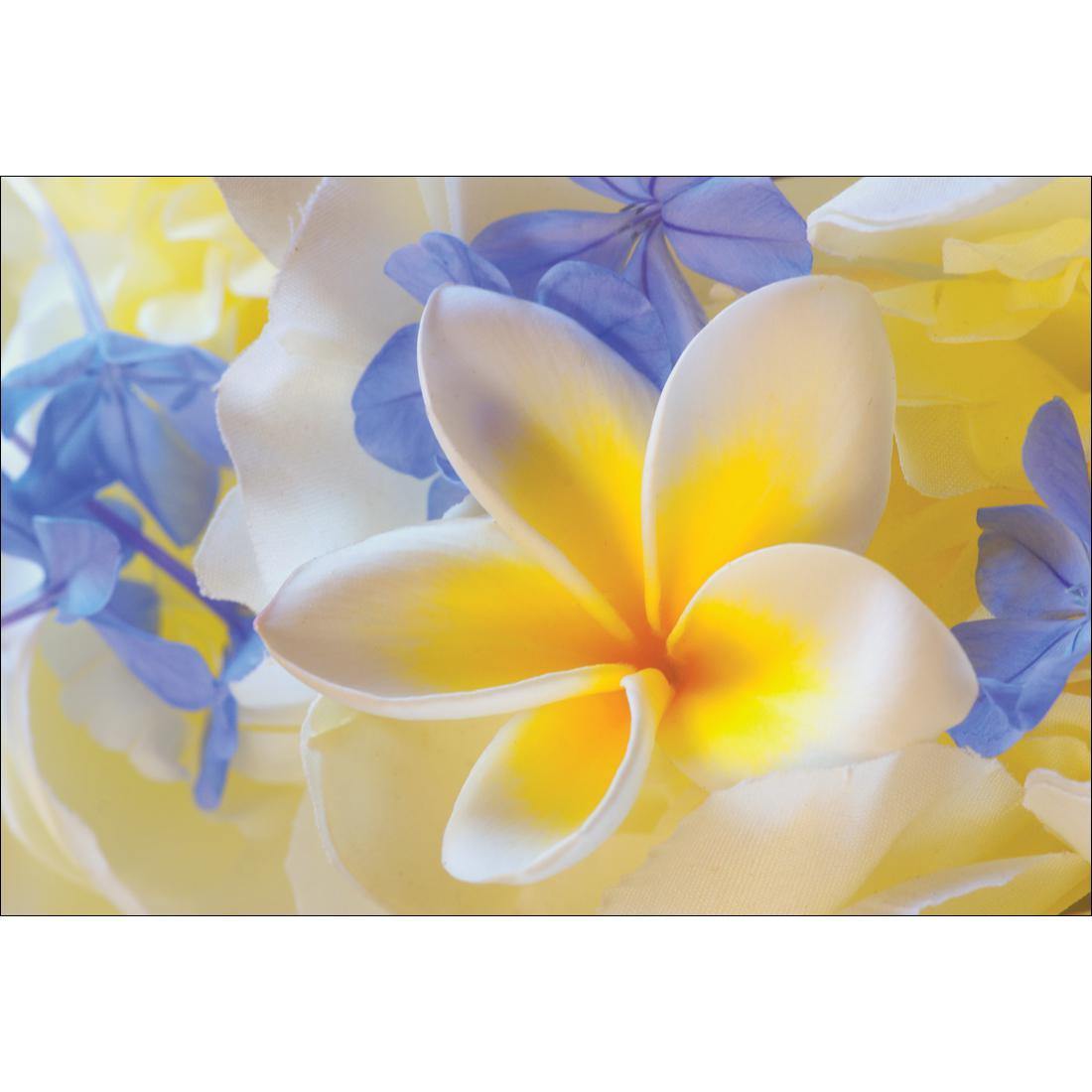 Frangipani and Cornflower