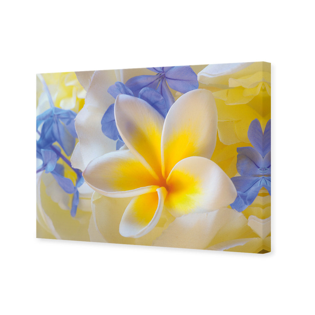 Frangipani and Cornflower