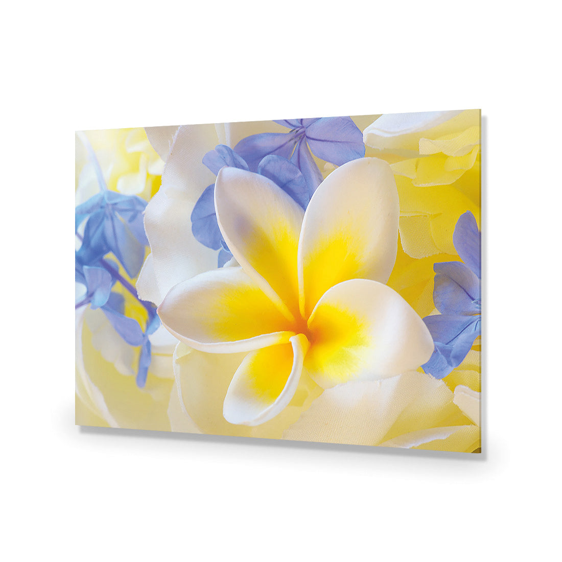 Frangipani and Cornflower