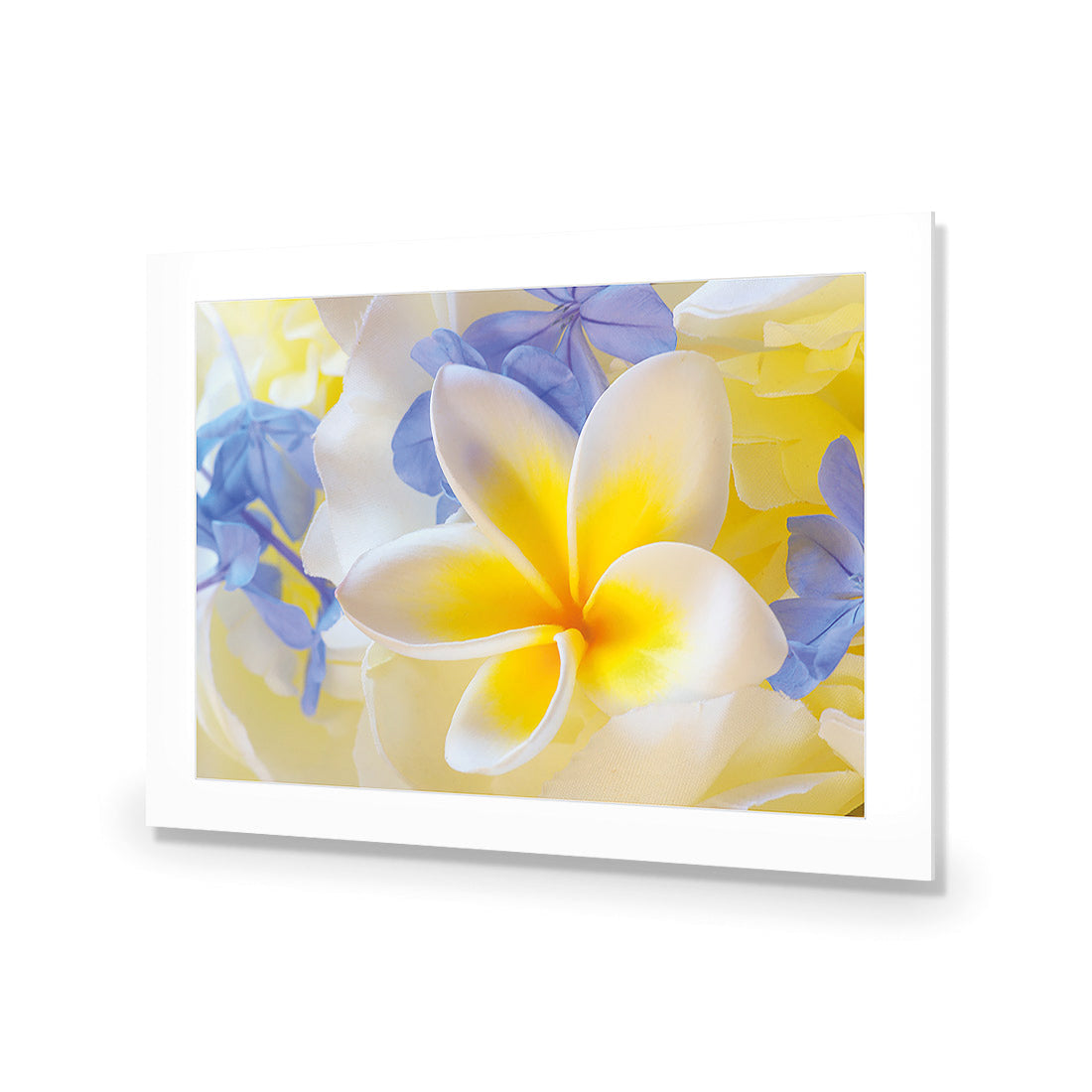 Frangipani and Cornflower