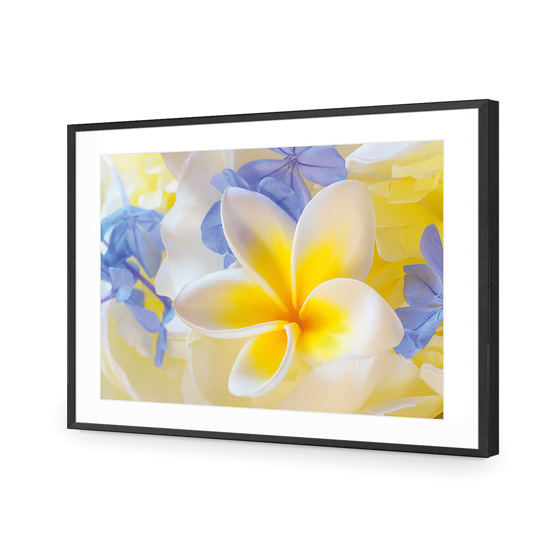 Frangipani and Cornflower