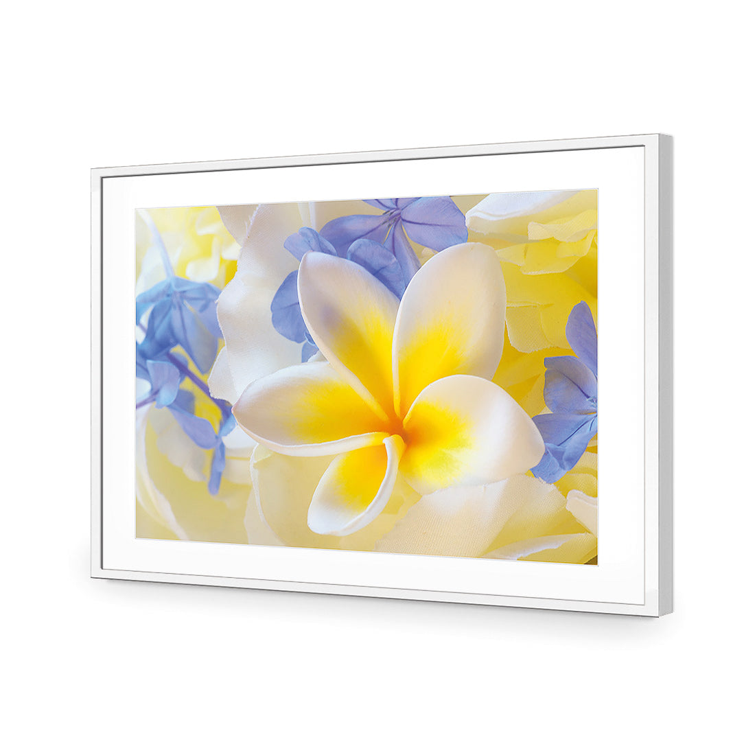 Frangipani and Cornflower